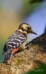 Dendrocopos macei
