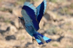 Coracias benghalensis