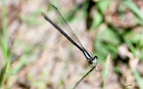 Blue-tipped Dancer