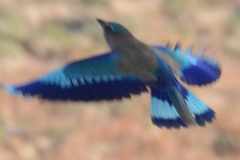 Coracias benghalensis