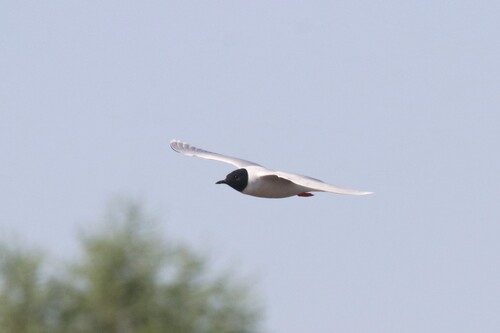 Gaviota enana (Hydrocoloeus minutus)