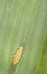 Takecallis arundinariae