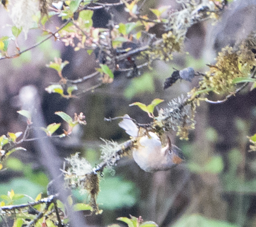 Yuhina occipitalis, 2026-05-10