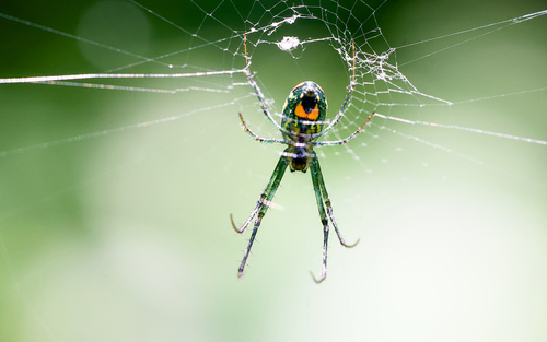 Mabel Orchard Orbweaver