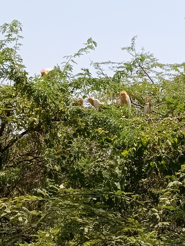 Eastern Cattle-Egret
