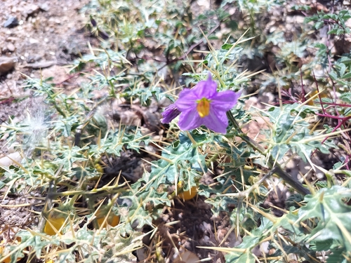 Solanum virginianum, photograph 3