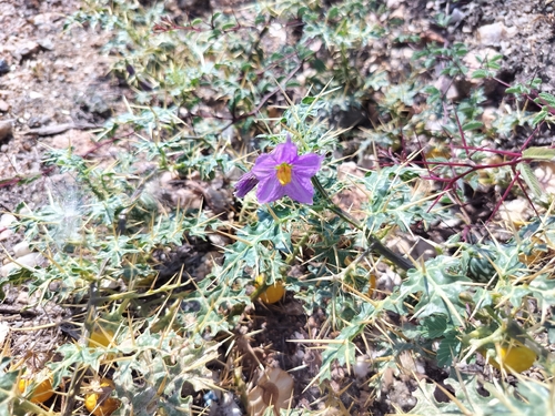 Solanum virginianum, photograph 4