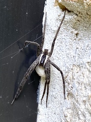 Pisaurina brevipes