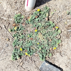 Grangea maderaspatana