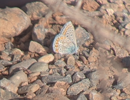 Austaut's Blue