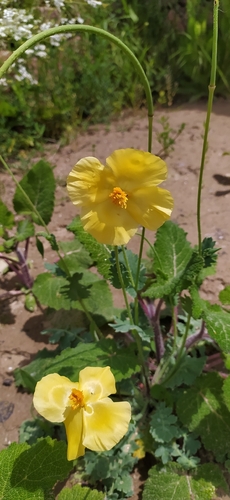 Glaucium fimbrilligerum (Glaucium fimbrilligerum)
