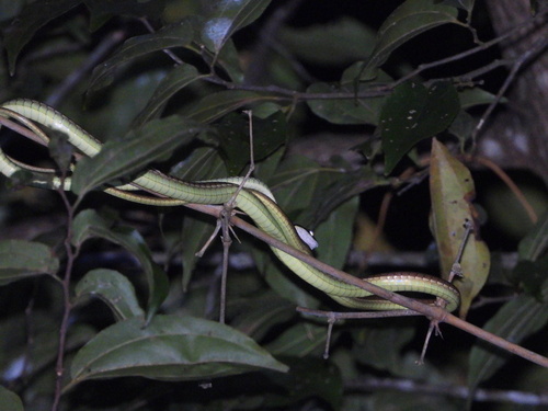 Lesser Sundas bronzeback