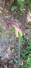 author not stated, no rights reserved Arum korolkowii, photograph author not stated, no rights reserved