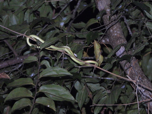 Lesser Sundas bronzeback
