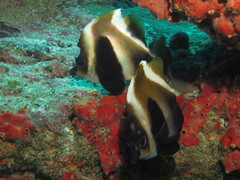 Indian Ocean Bannerfish photo 4