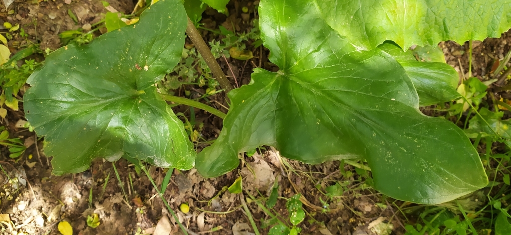 Arum korolkowii; photograph author not stated, no rights reserved
