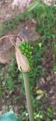 author not stated, no rights reserved Arum korolkowii, photograph author not stated, no rights reserved