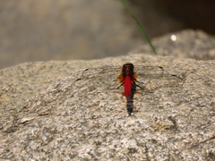 Orthetrum chrysis