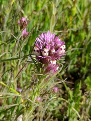 Castilleja densiflora densiflora