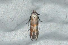 Battaristis vittella