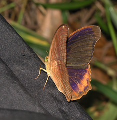 Terinos terpander intermedia