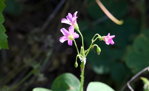 Largeflower pink-sorrel