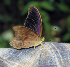 Terinos terpander intermedia