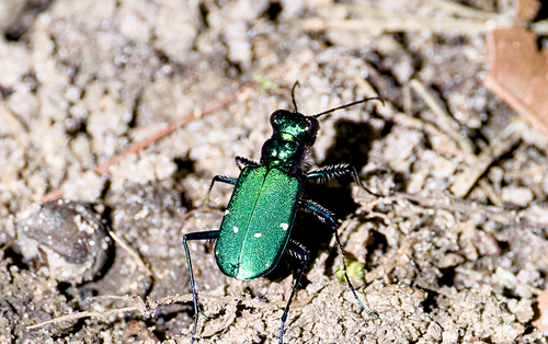 Six-spotted Tiger Beetle