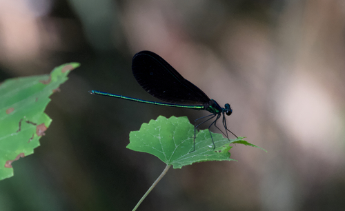 Ebony Jewelwing