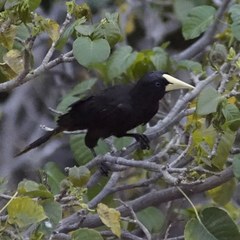 Psarocolius decumanus