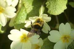Bombus
