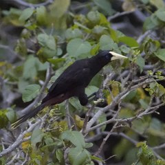 Psarocolius decumanus