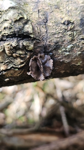Sclerencoelia fascicularis observed 2026-05-19