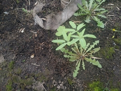 Gymnospermium altaicum