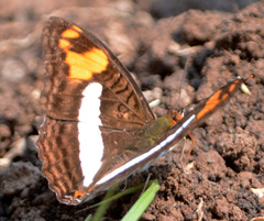 Adelpha erotia
