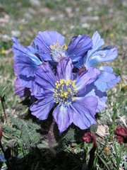 Meconopsis horridula