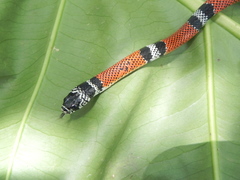 Erythrolamprus bizona