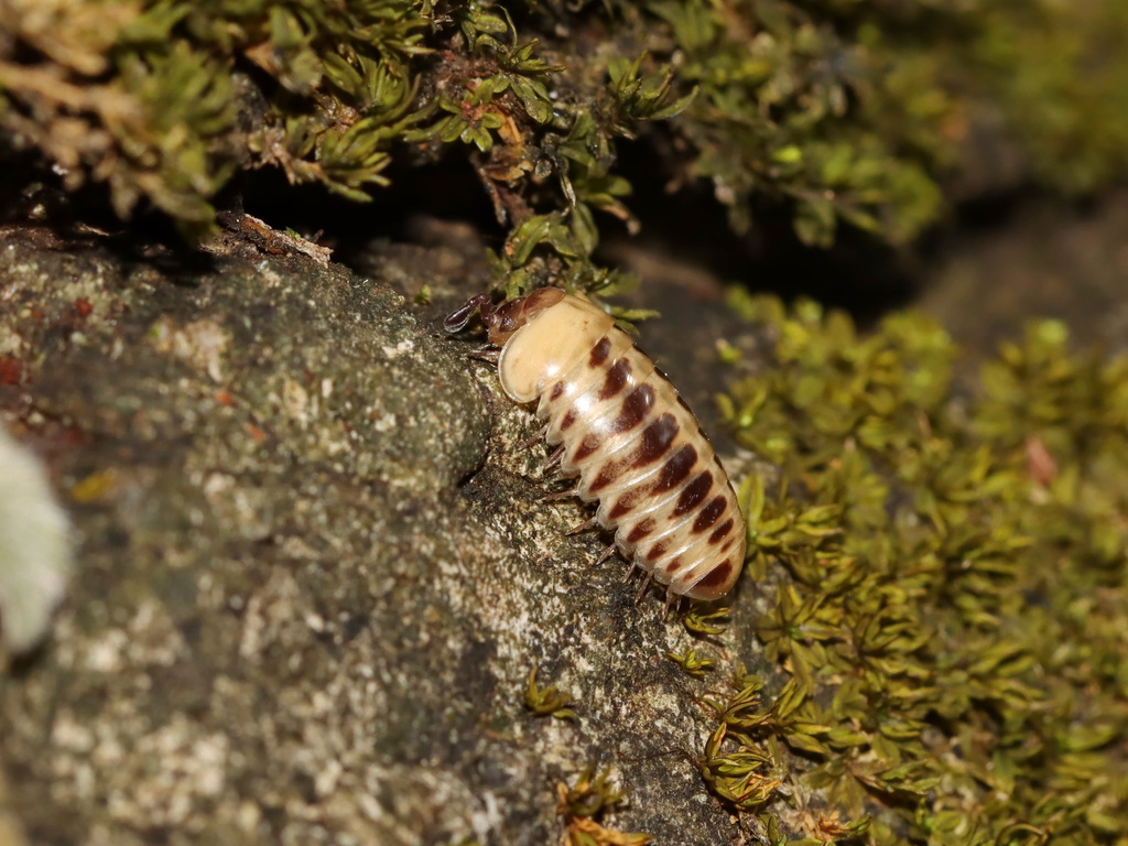 Rhopalomeris lentiginosa