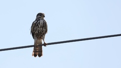 Buteo plagiatus