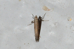 Caloptilia hypericella