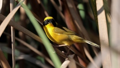 Geothlypis flavovelata