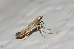 Caloptilia hypericella