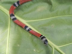 Erythrolamprus bizona