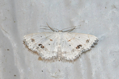 Scopula lautaria