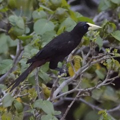 Psarocolius decumanus