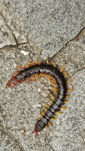 Mediterranean Banded Centipede