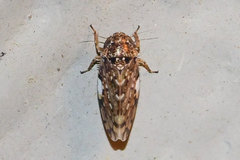 Xestocephalus tessellatus