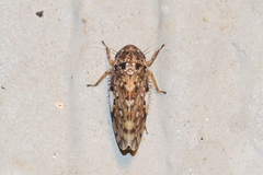 Xestocephalus tessellatus