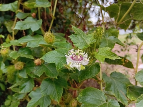Orangefruit Passionflower