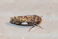 Xestocephalus tessellatus